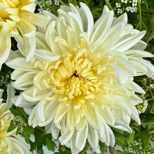 Chrysanthemum: Icebox