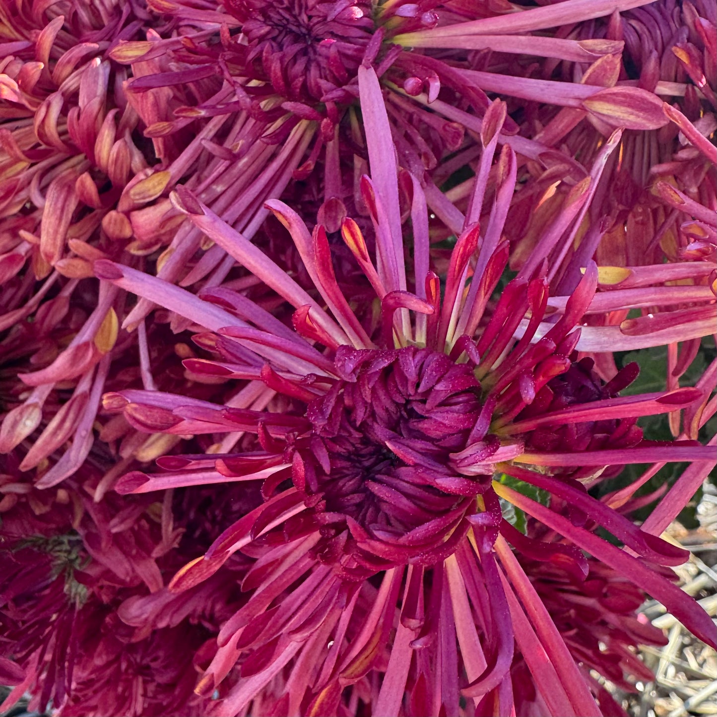 Chrysanthemum: Judith Baker