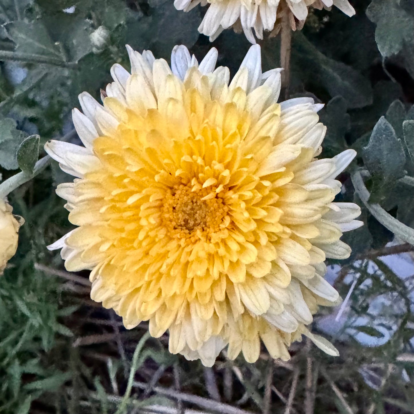 Chrysanthemum: Muted Sunshine