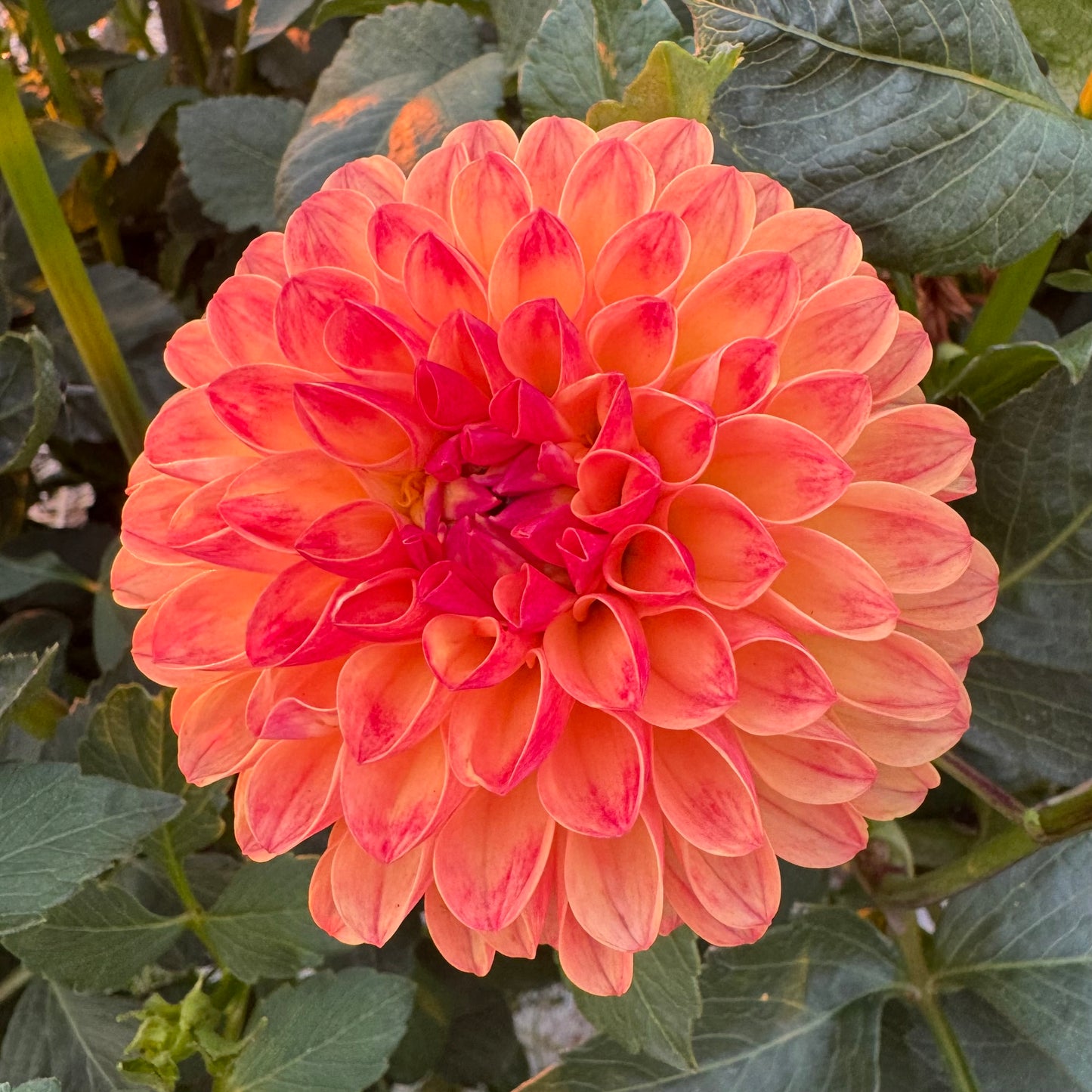 Dahlia Tuber: Jowey Chantel