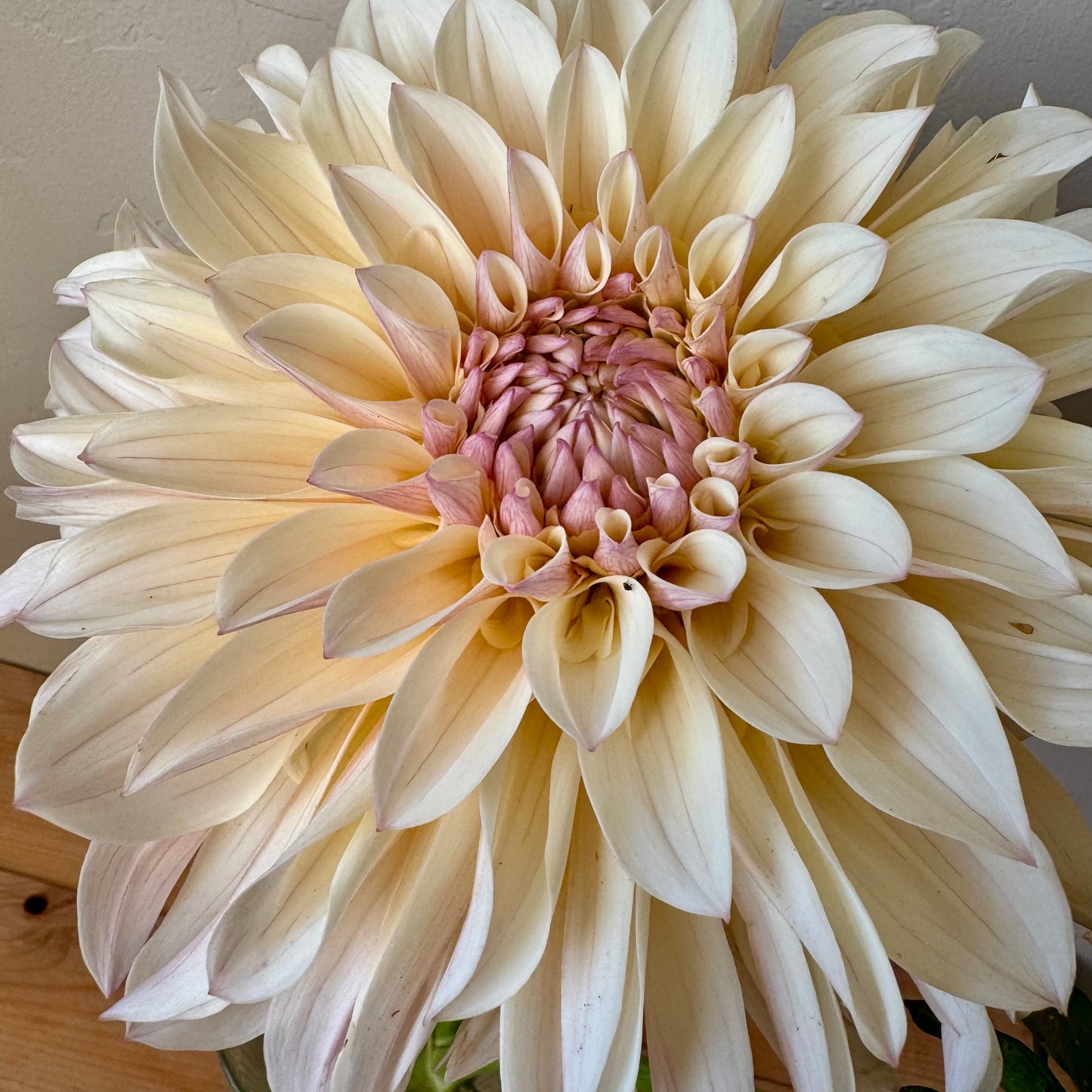 Dahlia Tuber: KA’s™ Penny Lane (Limit 1 per customer)