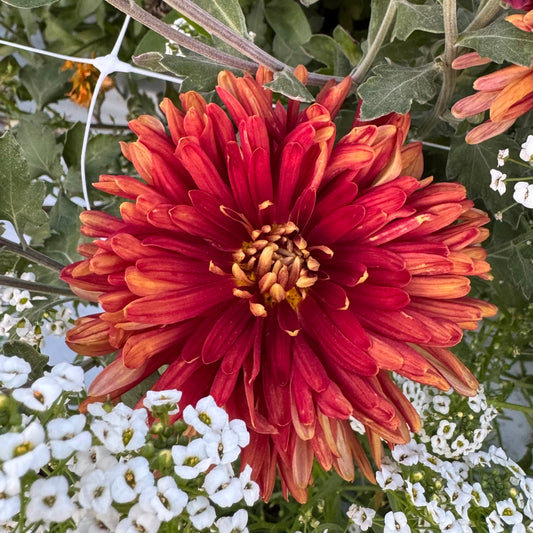 Chrysanthemum: Fred Stone