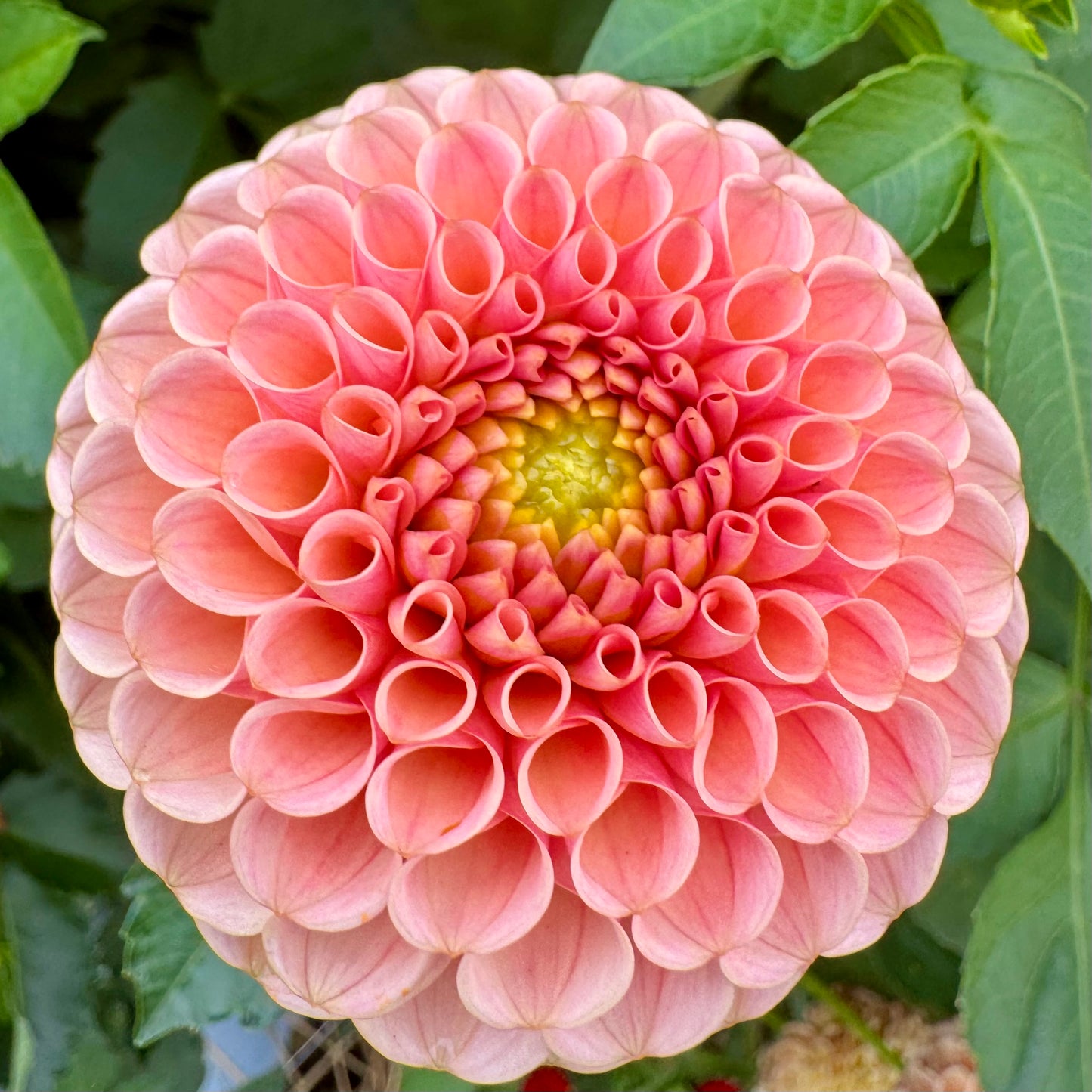 Dahlia Tuber: KA’s™ Honeycomb