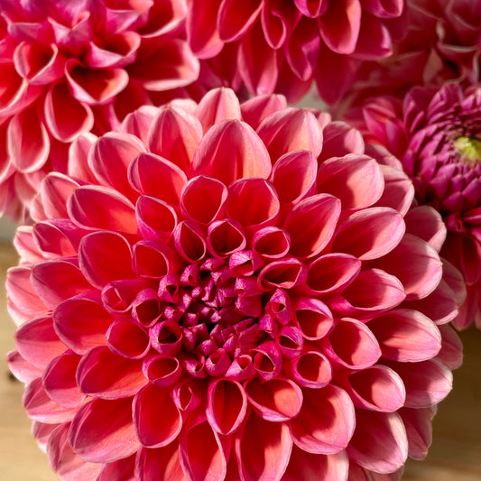 Dahlia Tuber: Daisy Duke