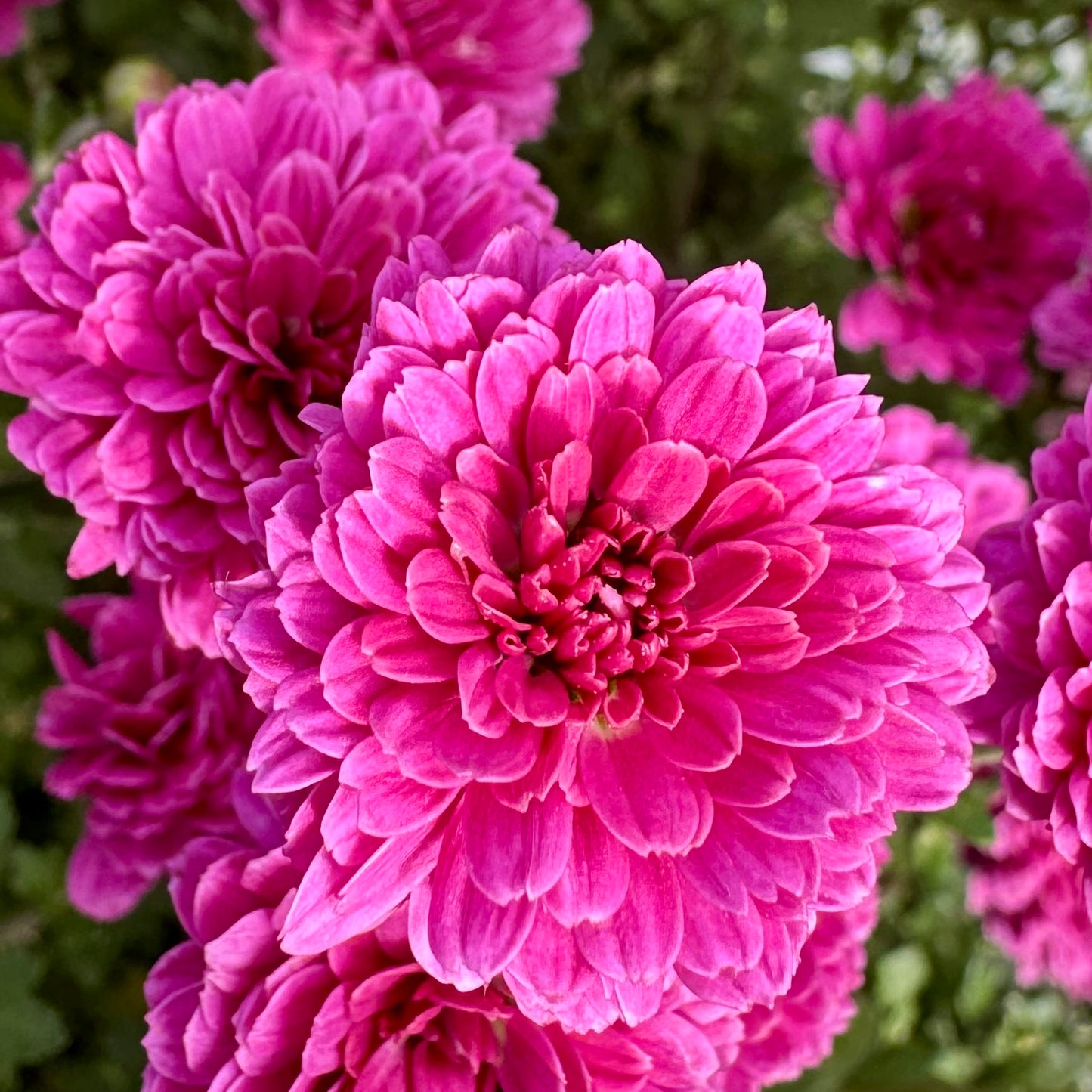 Chrysanthemum: Belgium Purple
