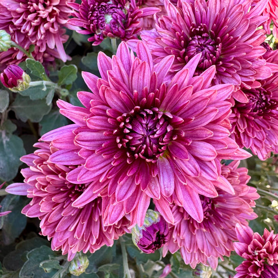 Chrysanthemum: Royal Glamour – Country Sunshine Flower Farm