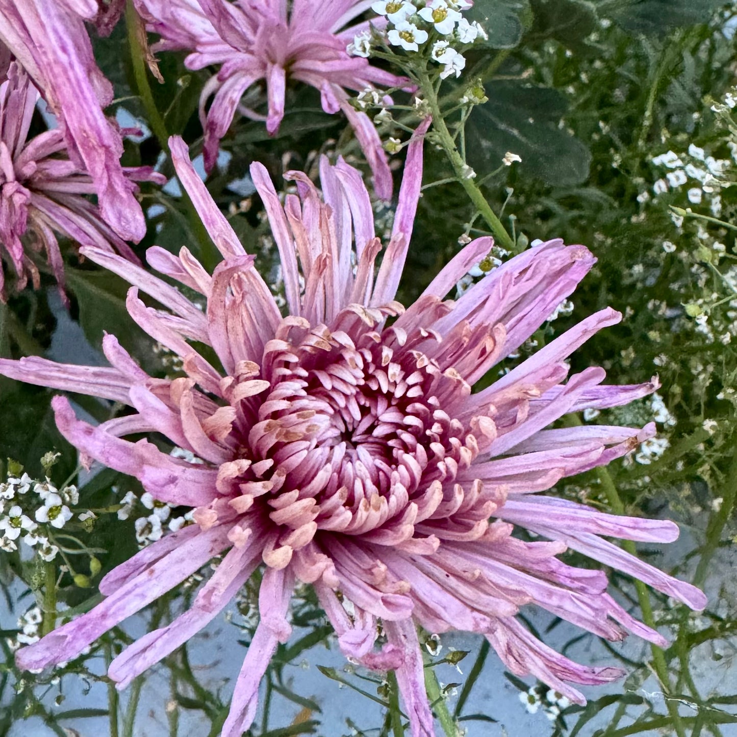 Chrysanthemum: Centerpiece