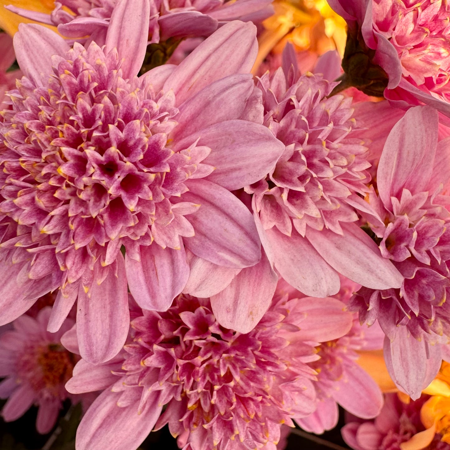 Chrysanthemum: Pink Fleece