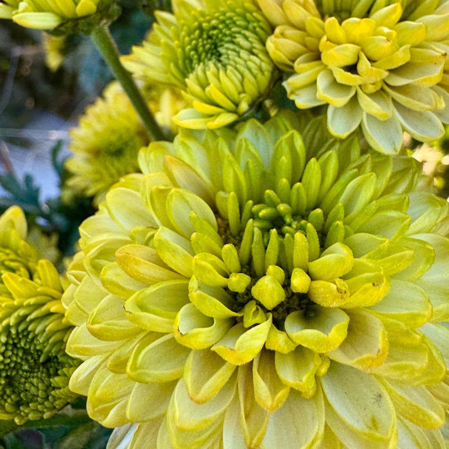 Chrysanthemum: Kermit