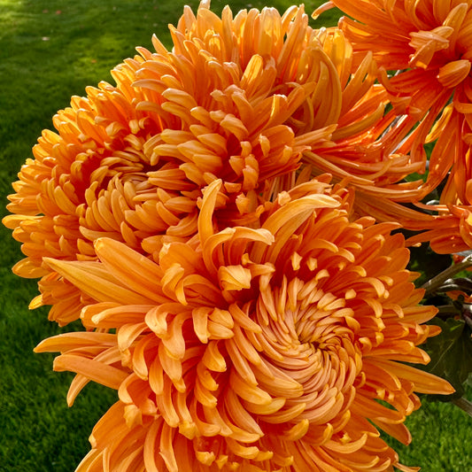 Chrysanthemum: Pumpkin Eyes