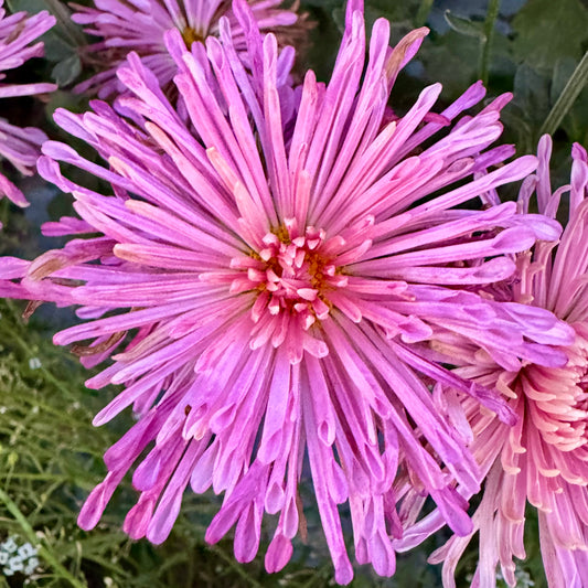 Chrysanthemum: Centerpiece