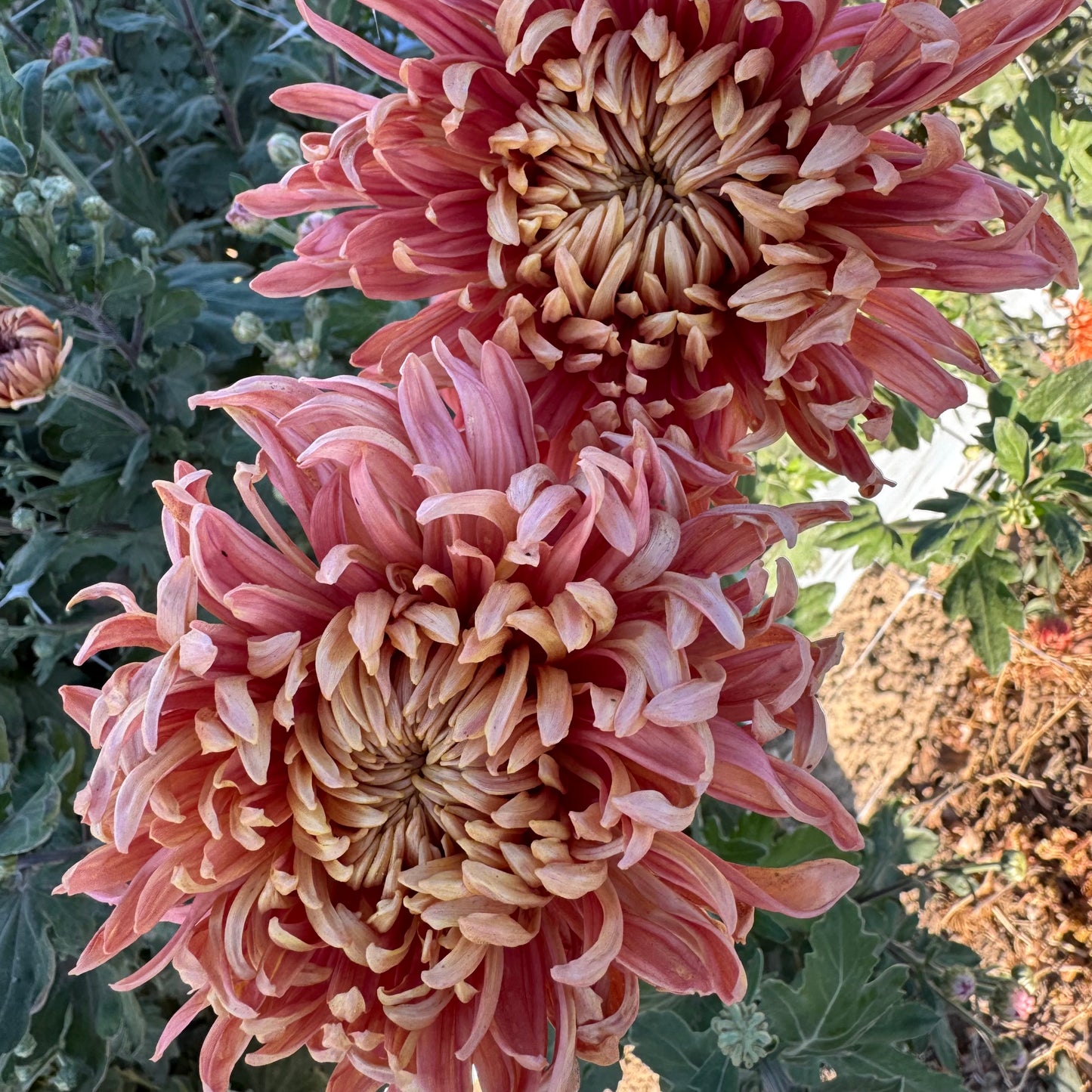 Chrysanthemum: Quarterback