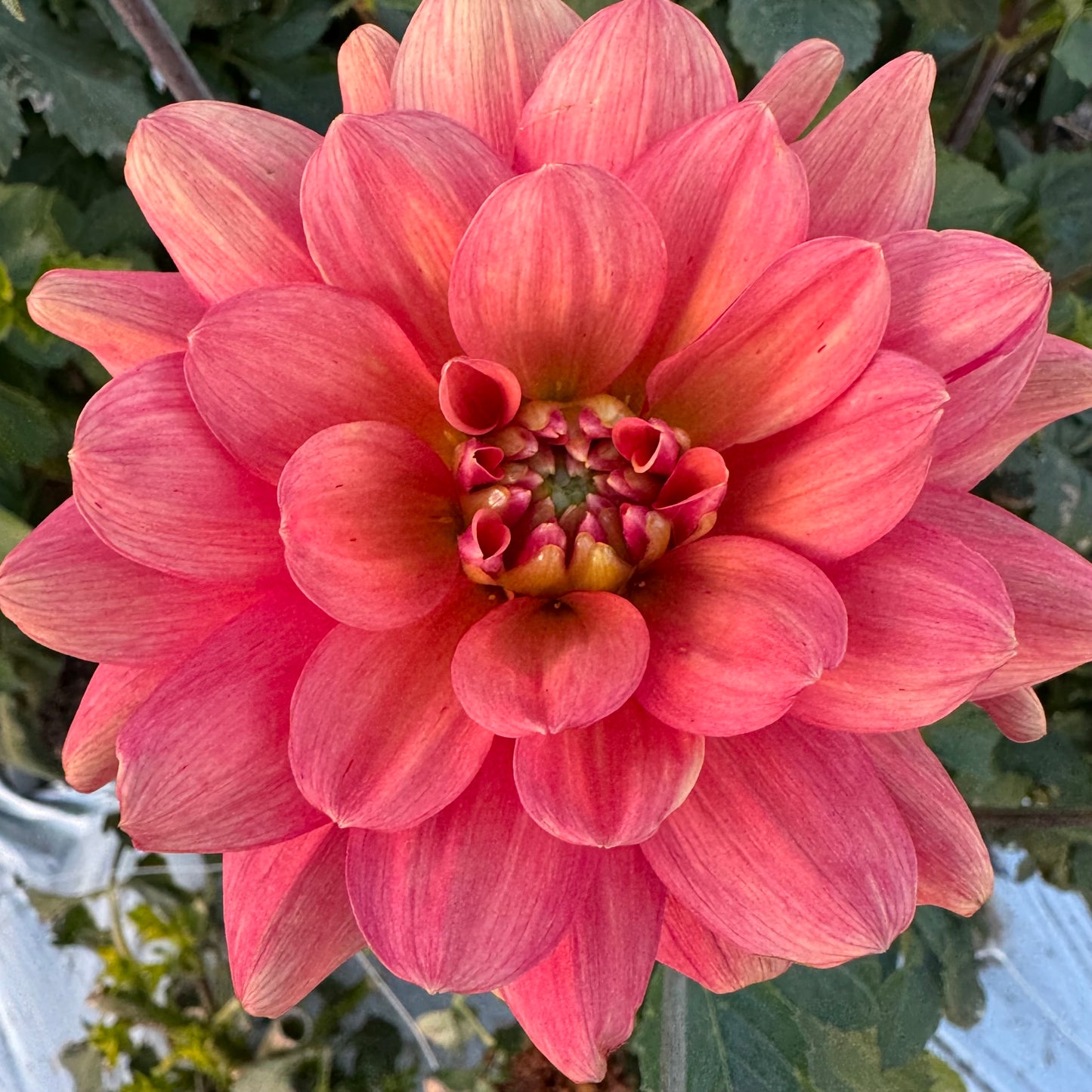 Dahlia Tuber: Lora Ashley