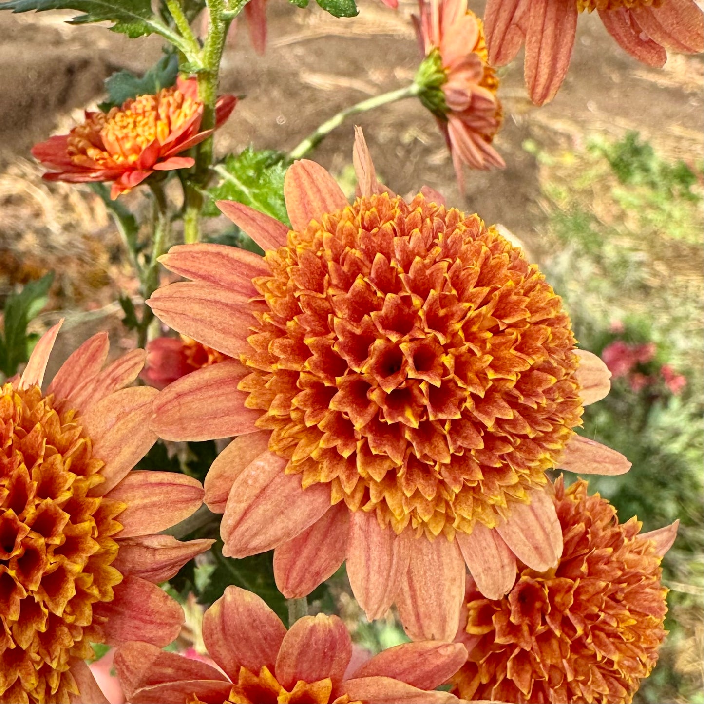 Chrysanthemum: Bronze Fleece