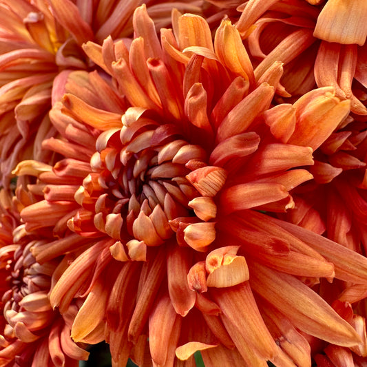 Chrysanthemum: Tangelo