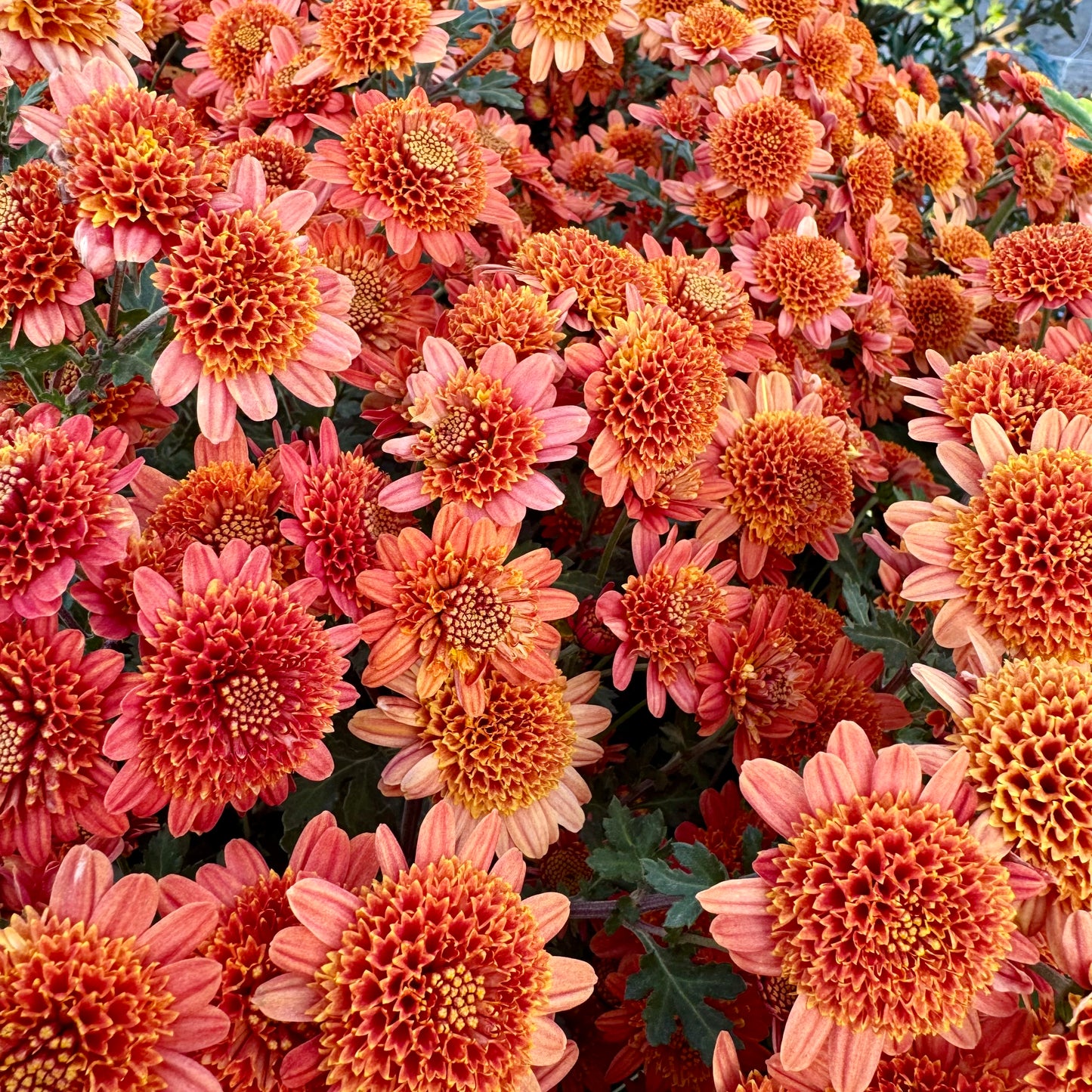 Chrysanthemum: Bronze Fleece