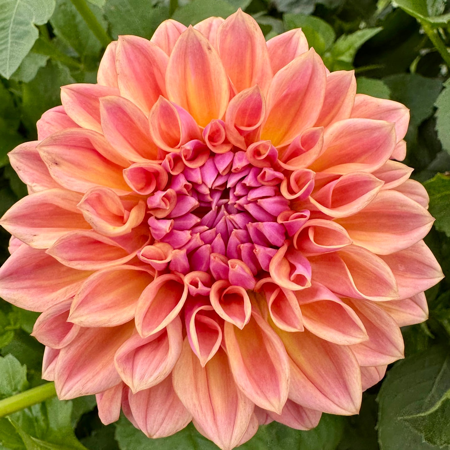 Dahlia Tuber: RM Summer Haze