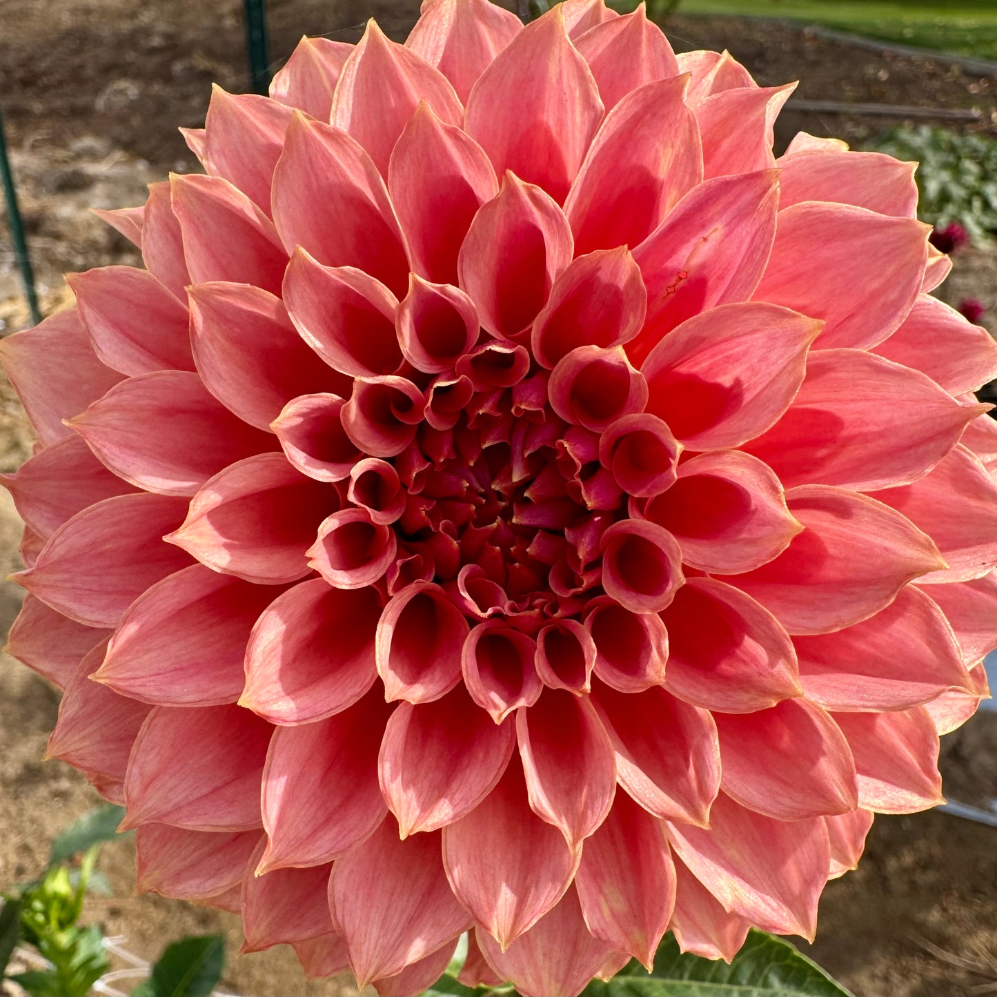 Dahlia Tuber: KA’s™ Coral Sea (Limit 1 per customer)