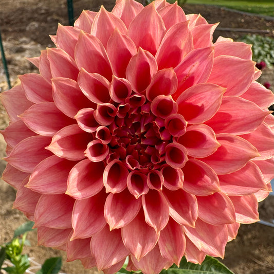 Dahlia Tuber: KA’s™ Coral Sea (Limit 1 per customer)