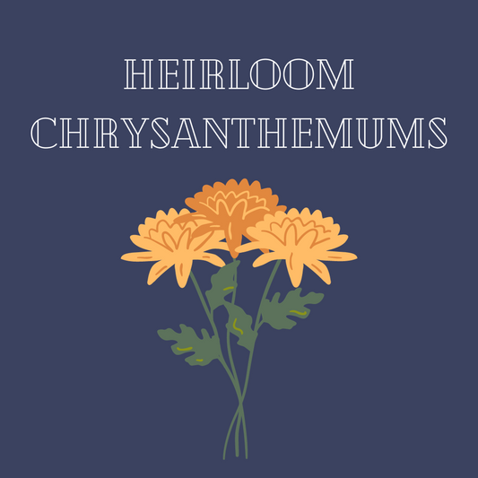 Chrysanthemum: Seaton’s J'Adore - 4"