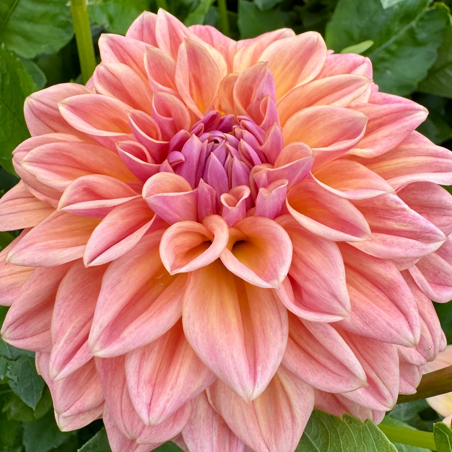 Dahlia Tuber: RM Summer Haze