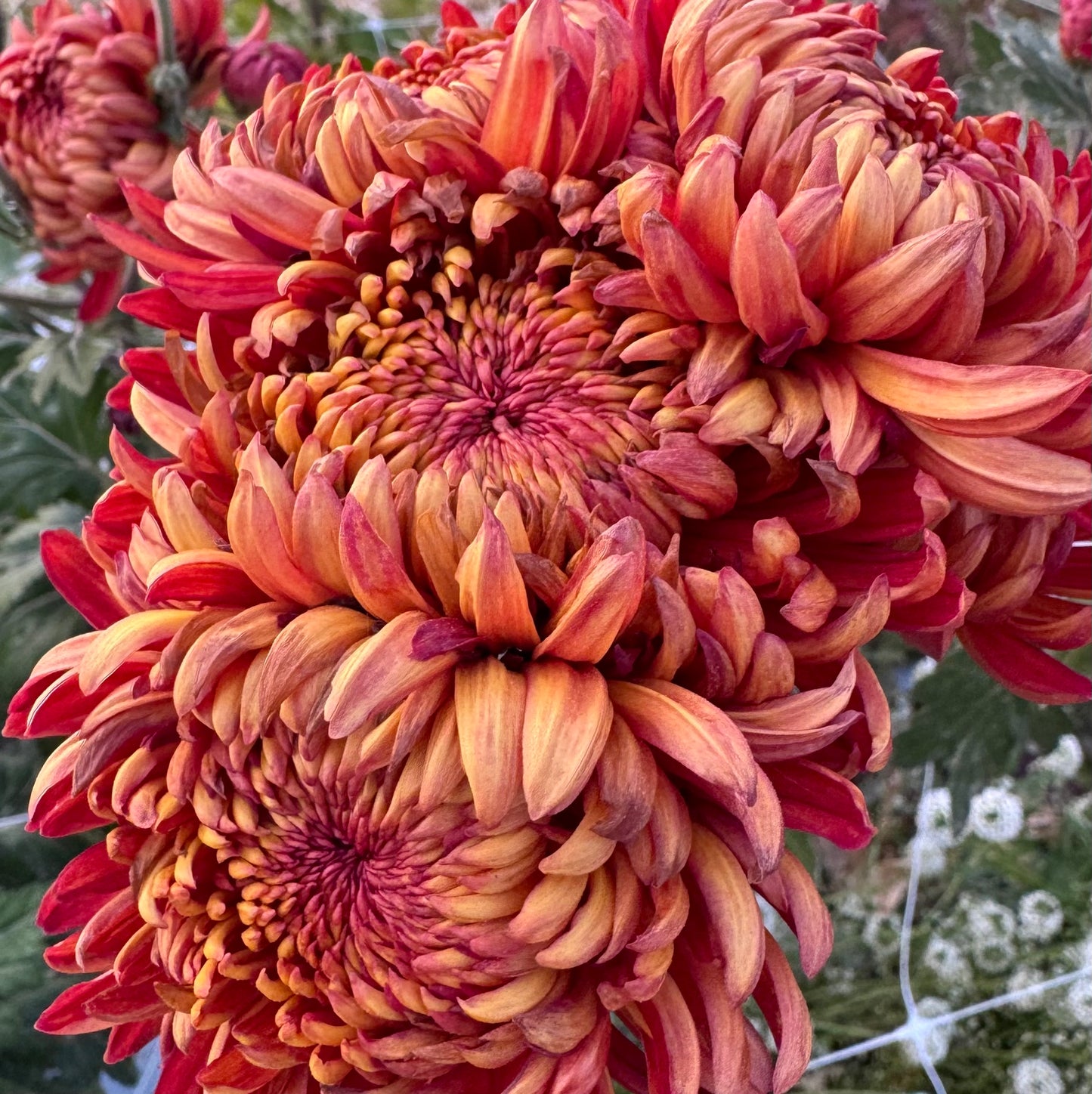 Chrysanthemum: Heather James