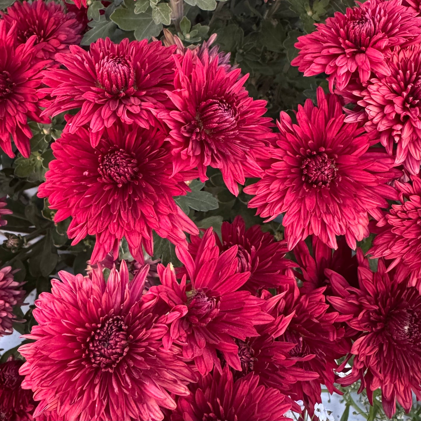 Chrysanthemum: Show Off