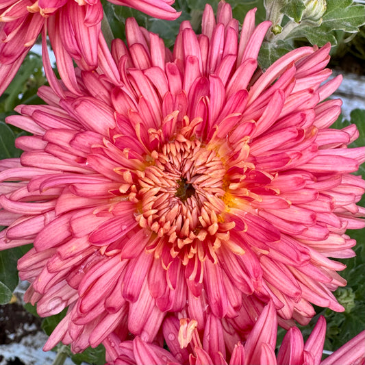 Chrysanthemum: Peach John Winfield