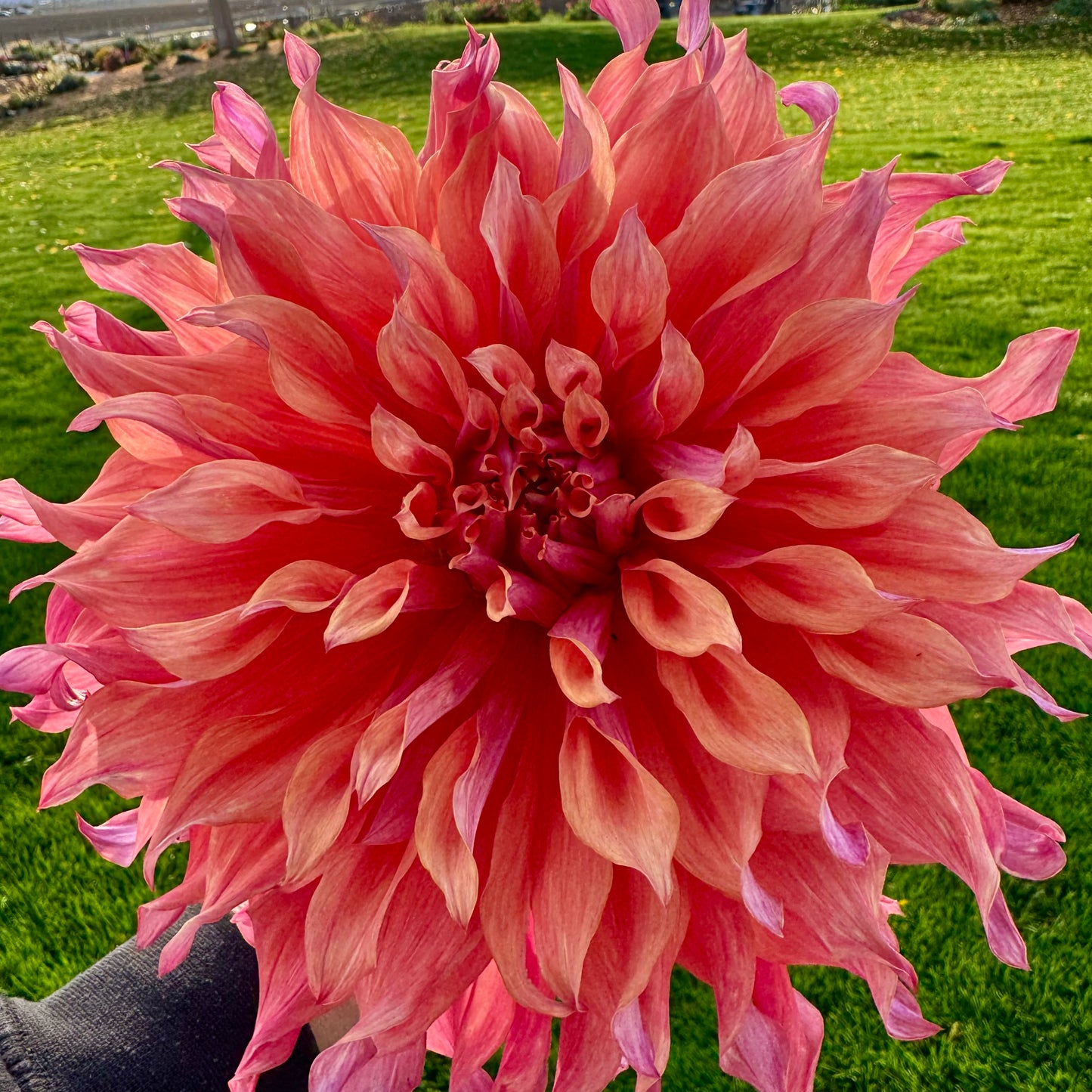 Dahlia Tuber: Belle of Barmera