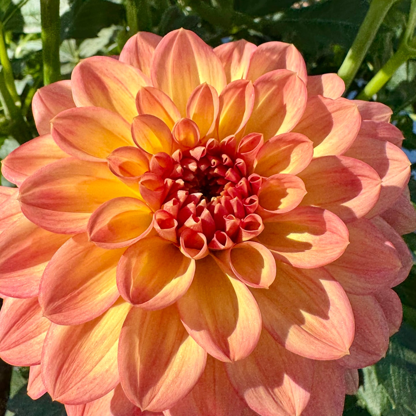 Dahlia Tuber: Lark’s Ebbe