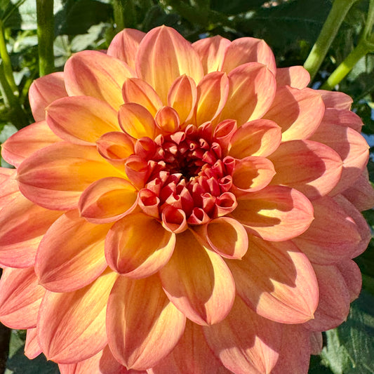 Dahlia Tuber: Lark’s Ebbe
