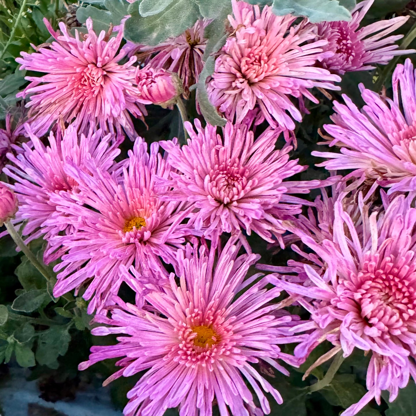 Chrysanthemum: Centerpiece