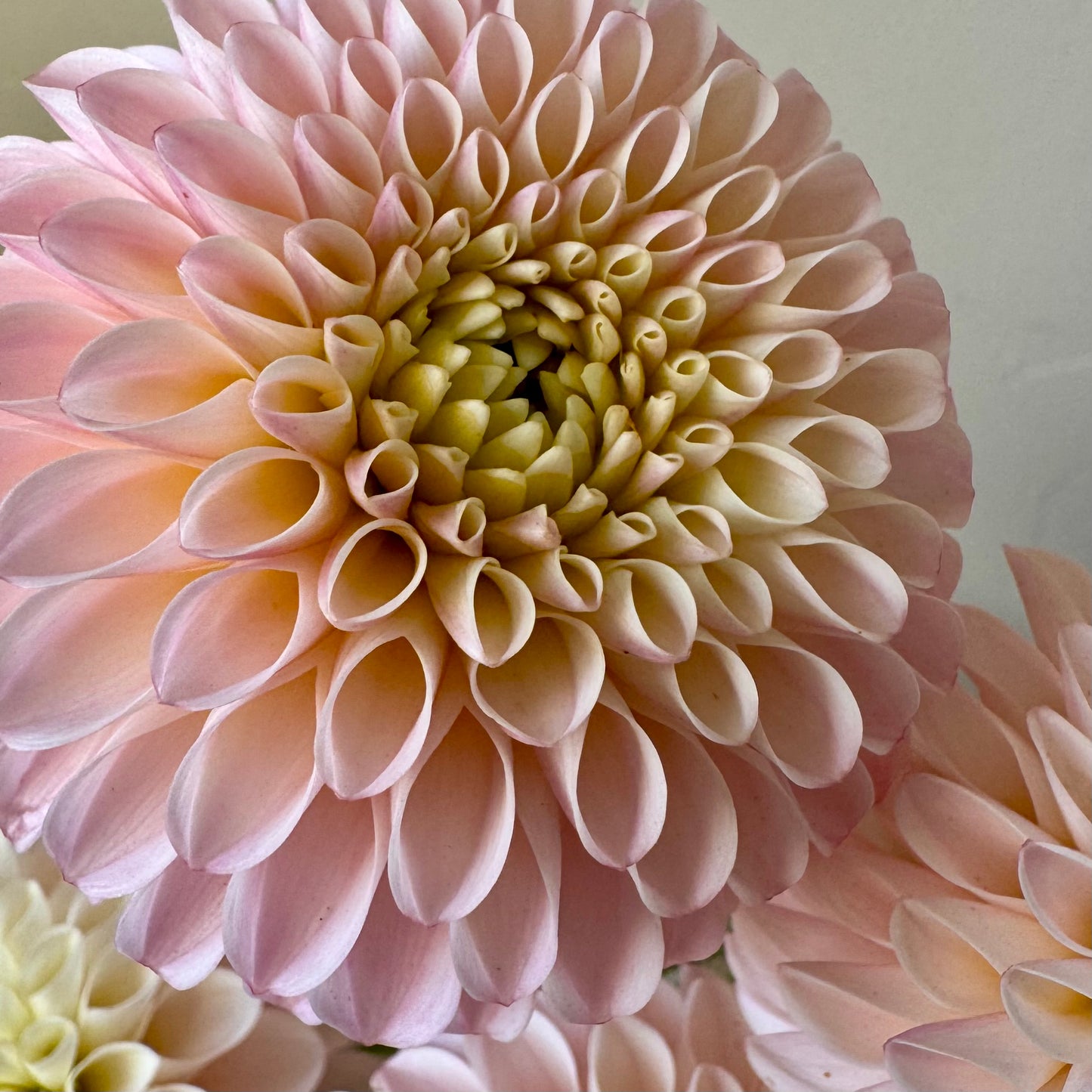 Dahlia Tuber: Camano Zoe