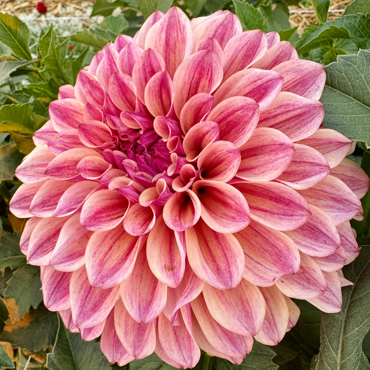 Dahlia Tuber: KA’s™ Rhubarb