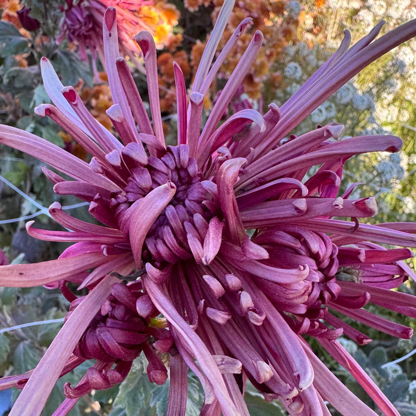 Chrysanthemum: Mocha