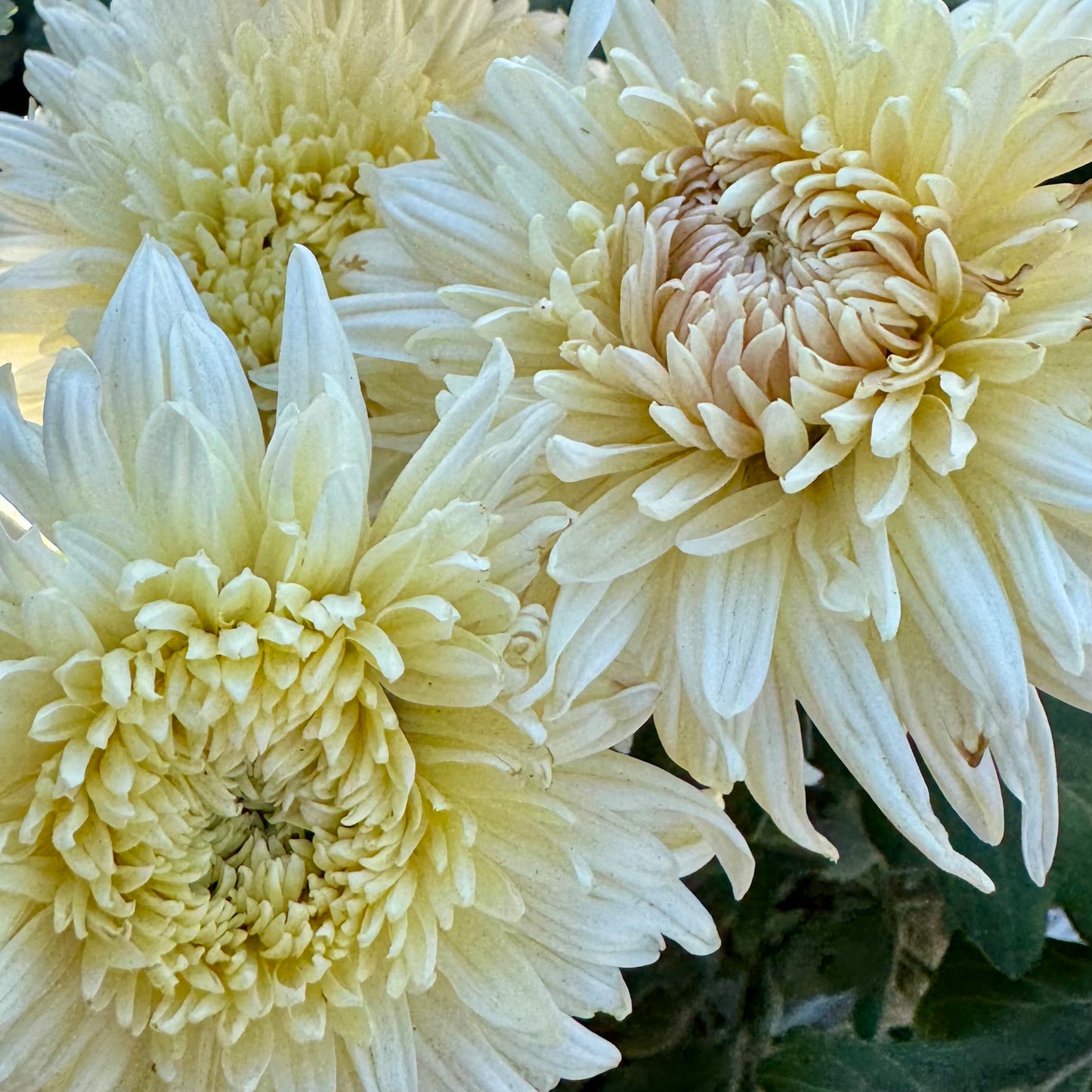 Chrysanthemum: French Vanilla