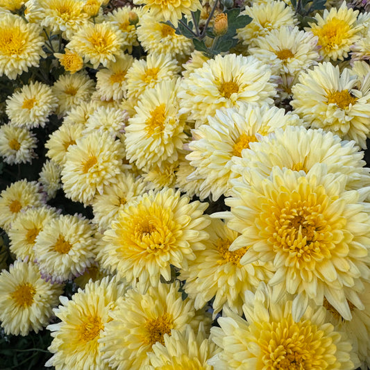 Chrysanthemum: Muted Sunshine