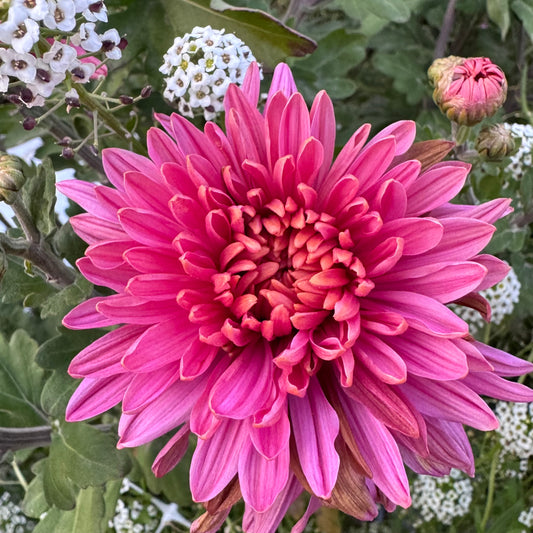 Chrysanthemum: Peacock