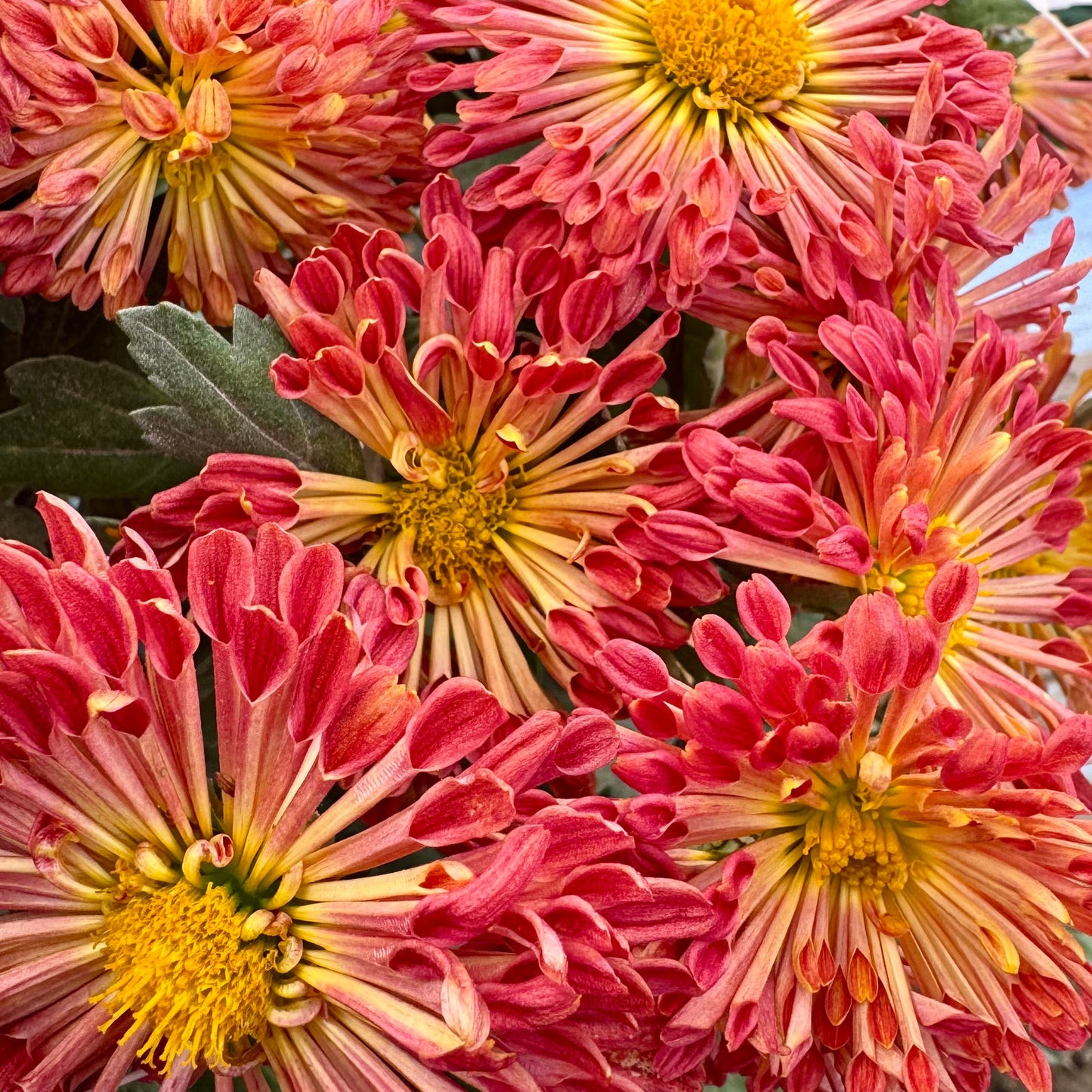 Chrysanthemum: Doliette