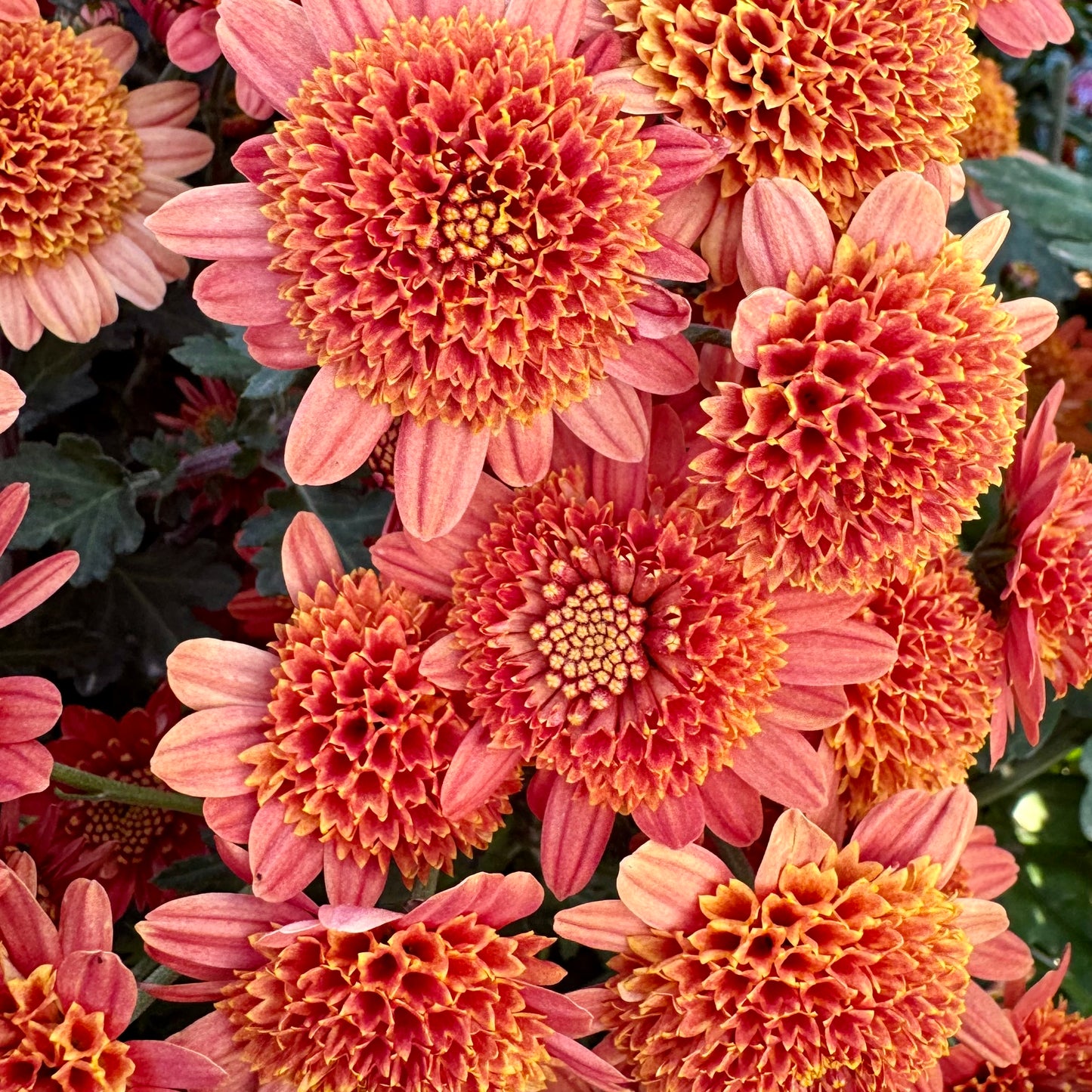 Chrysanthemum: Bronze Fleece