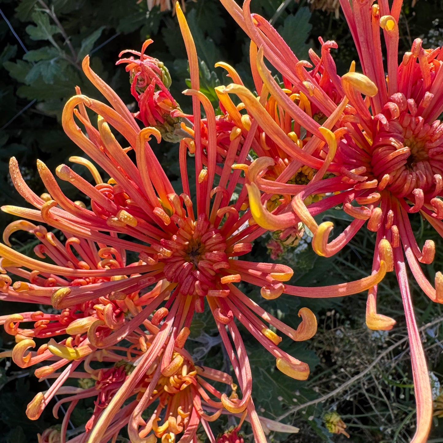 Chrysanthemum: Coral Reef