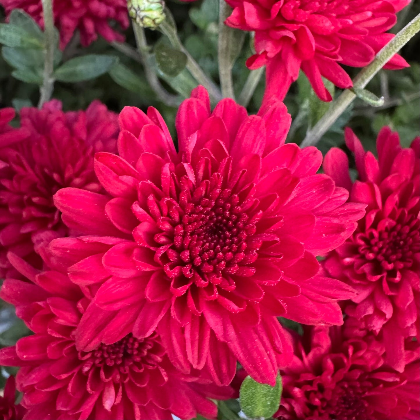 Chrysanthemum: Red Ryder