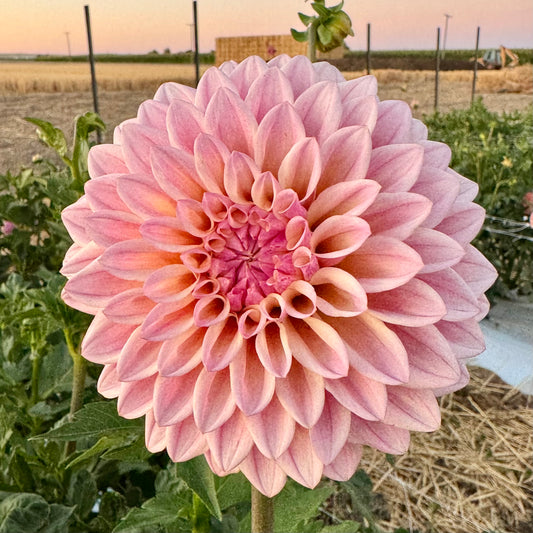 Dahlia Tuber: Castle Drive