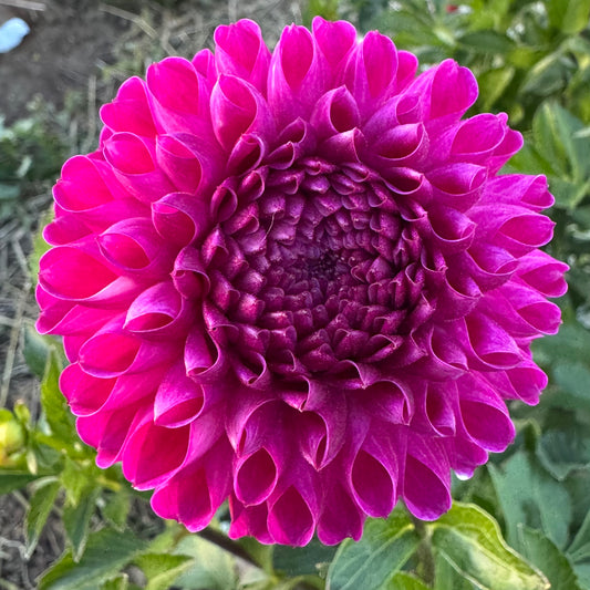 Dahlia Tuber: Ridling’s Dakota
