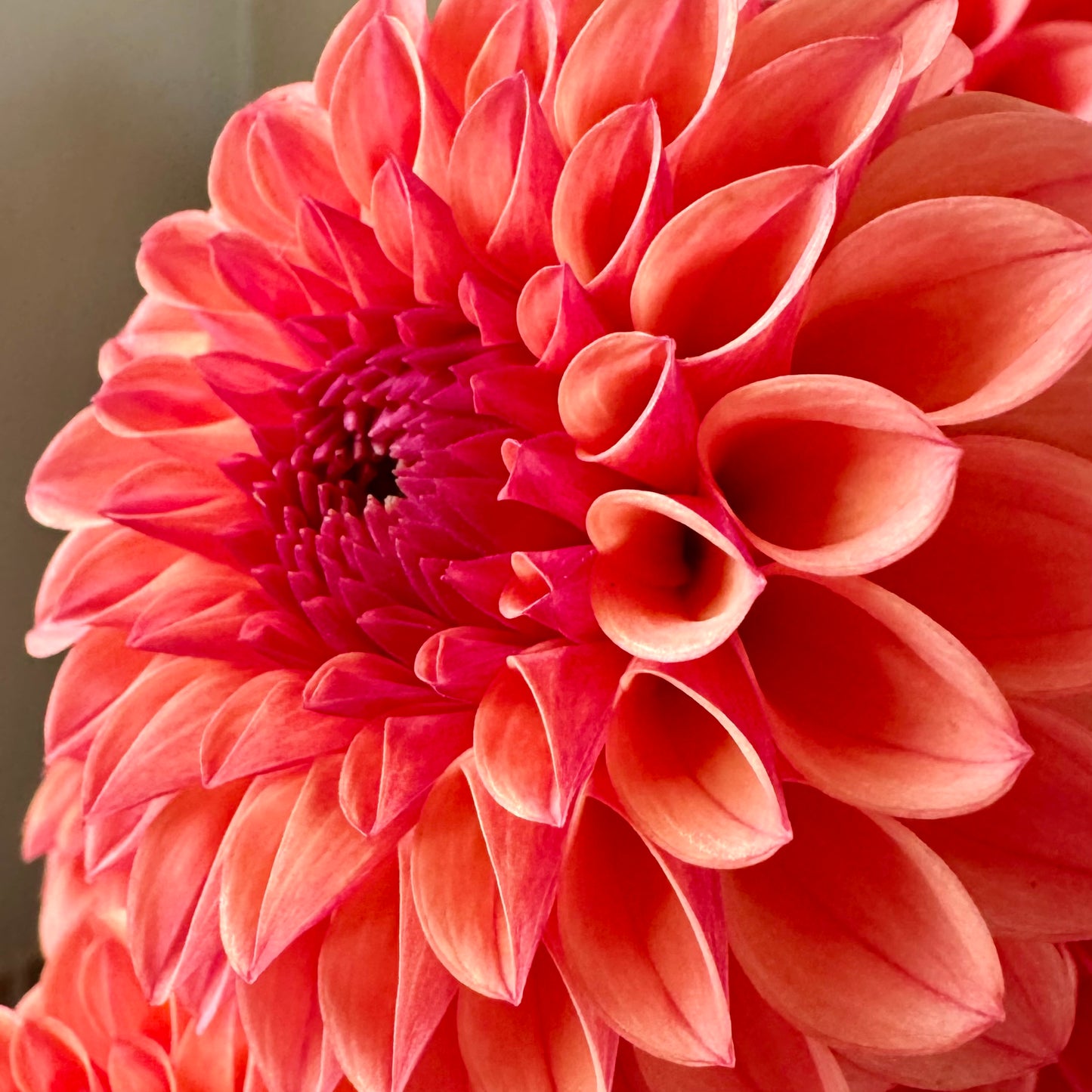 Dahlia Tuber: KA’s™ Blood Orange (Limit 1 per customer)