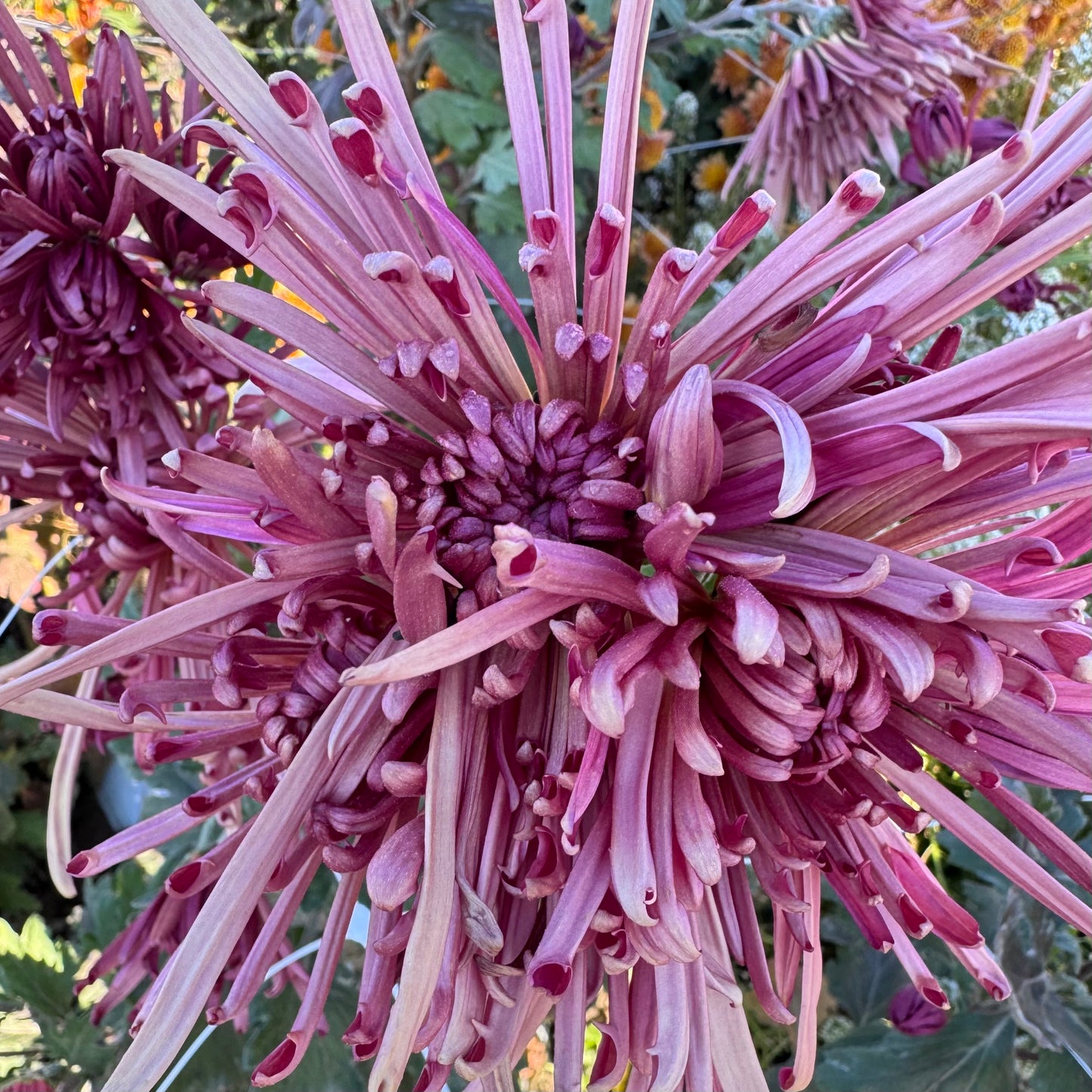 Chrysanthemum: Mocha