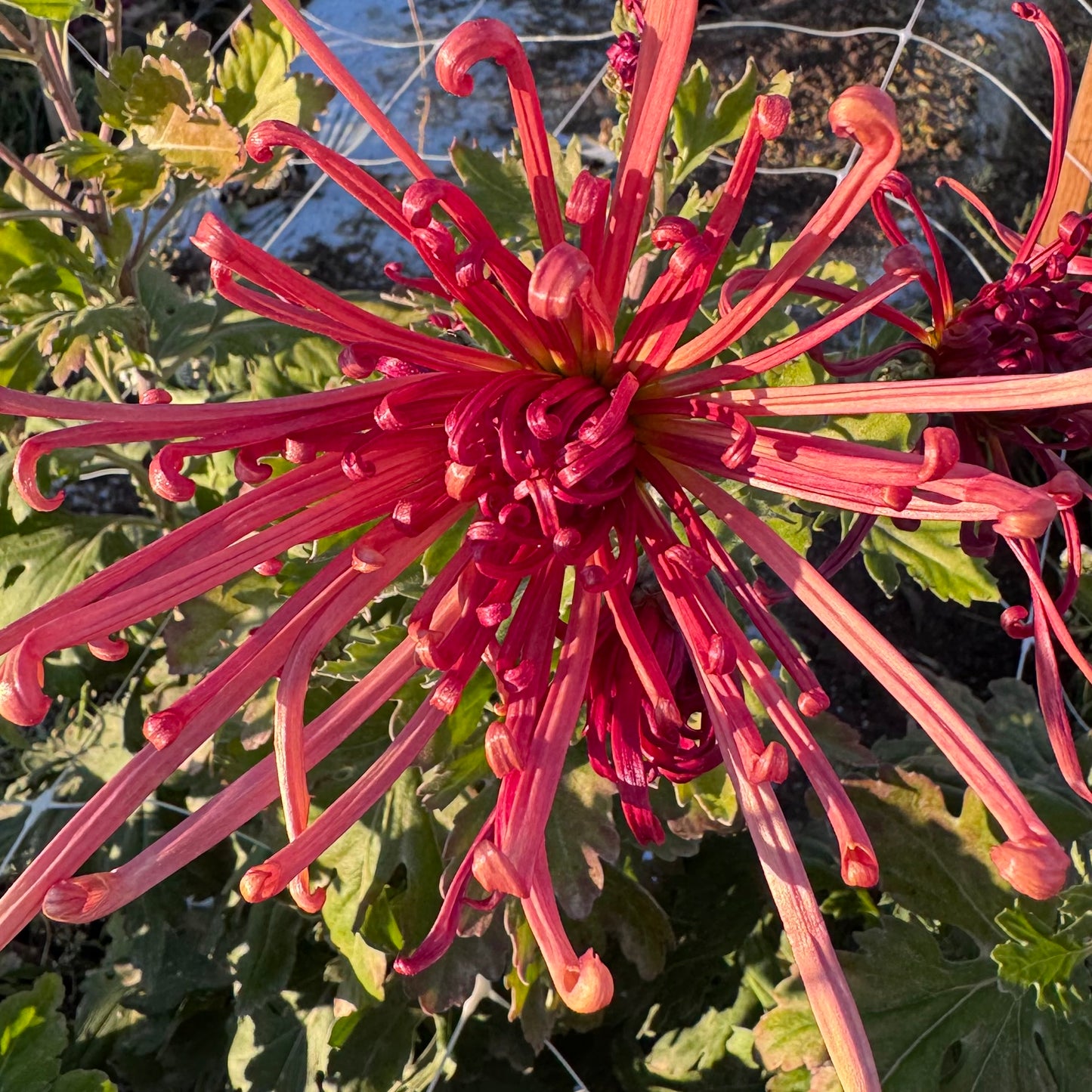 Chrysanthemum: Zaryah