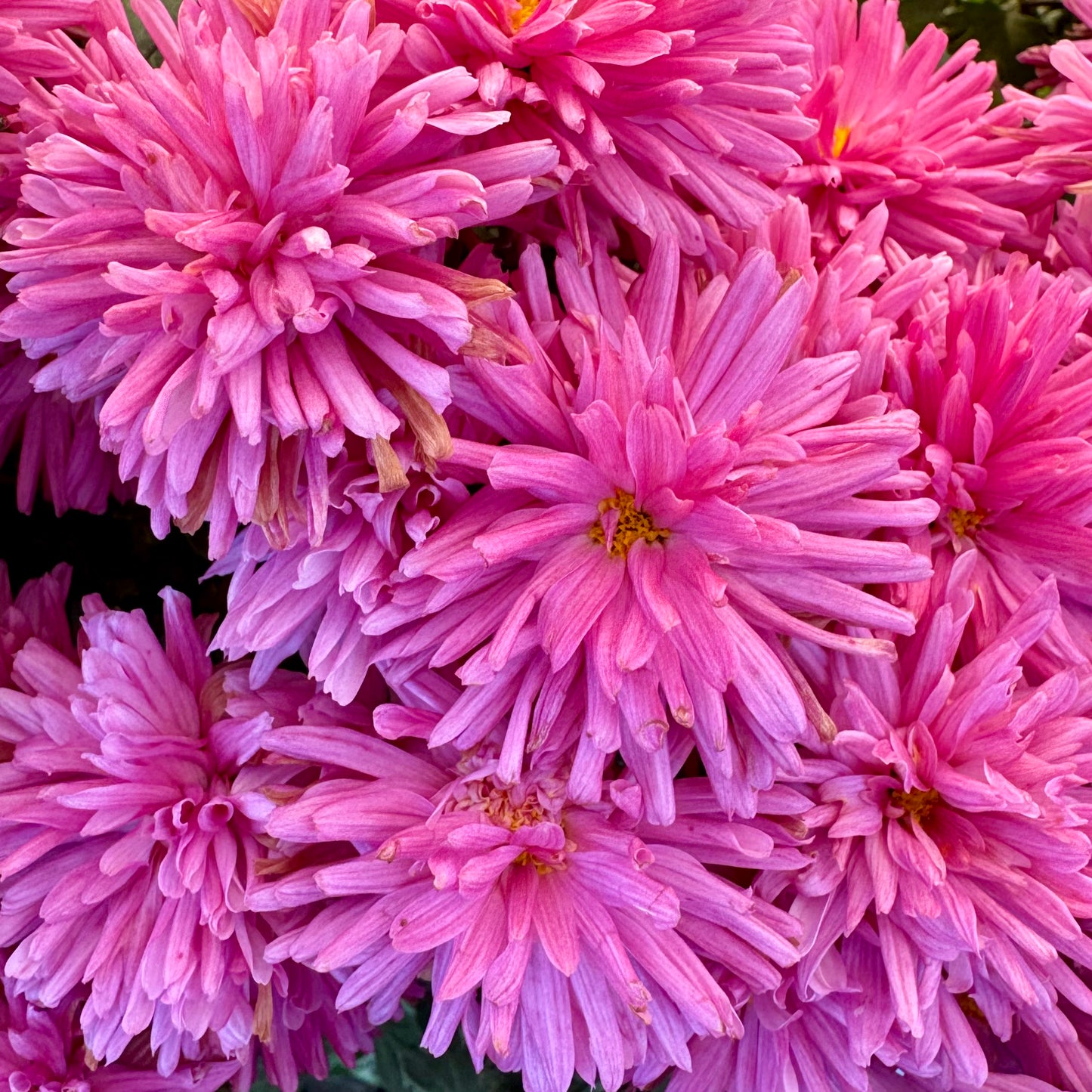 Chrysanthemum: Pink Cadillac