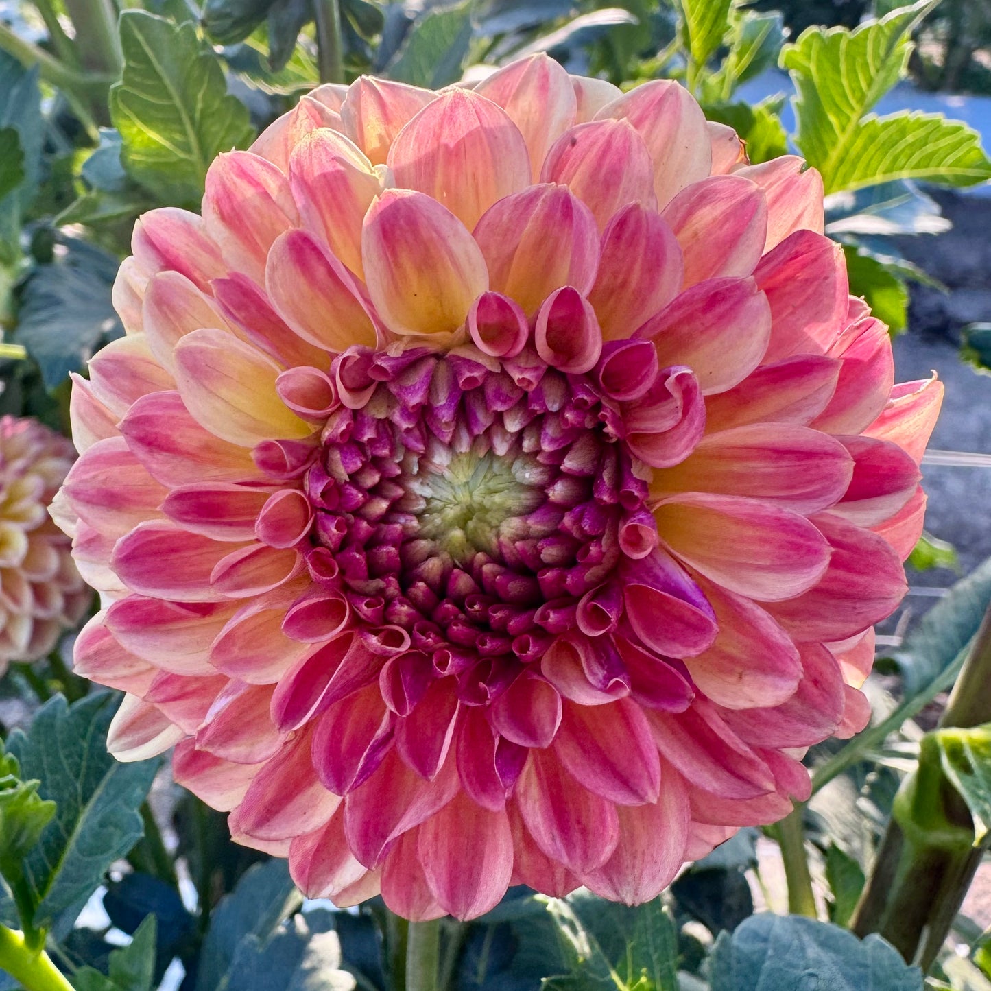 Dahlia Tuber: Bonanza