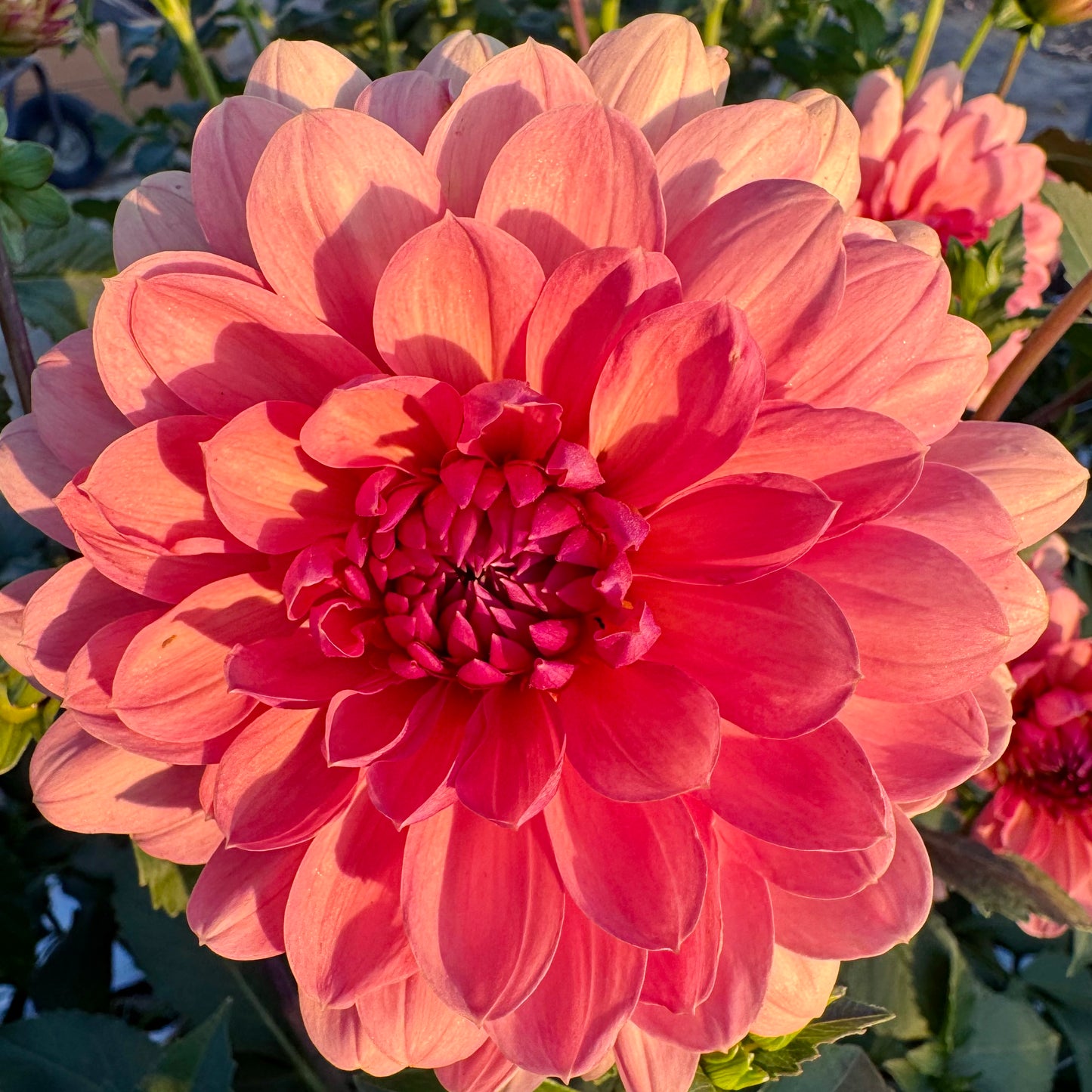 Dahlia Tuber: Chateau de la Bourdaisiere